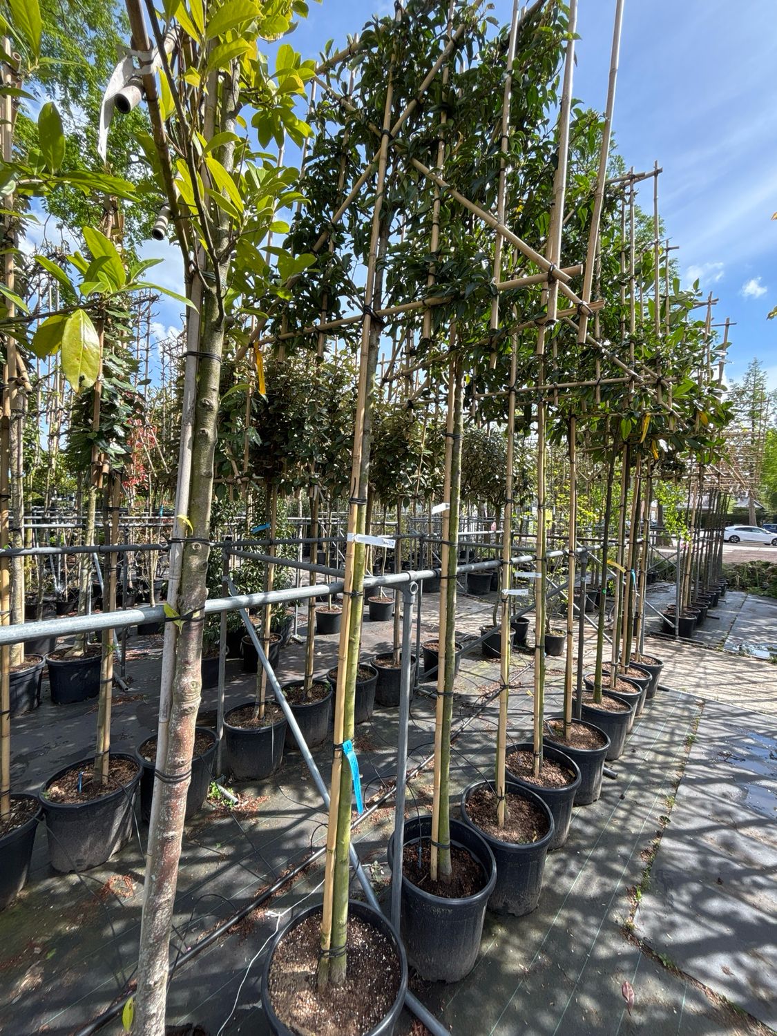 Prunus lusitanica 'Angustifolia' (Portugese lourier) Leiboom