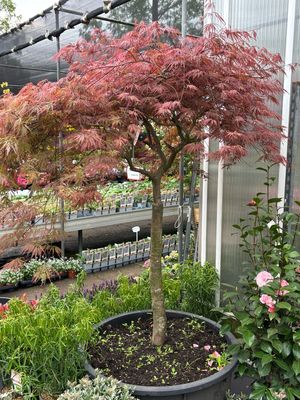 Acer oude boom (Japanse Esdoorn)