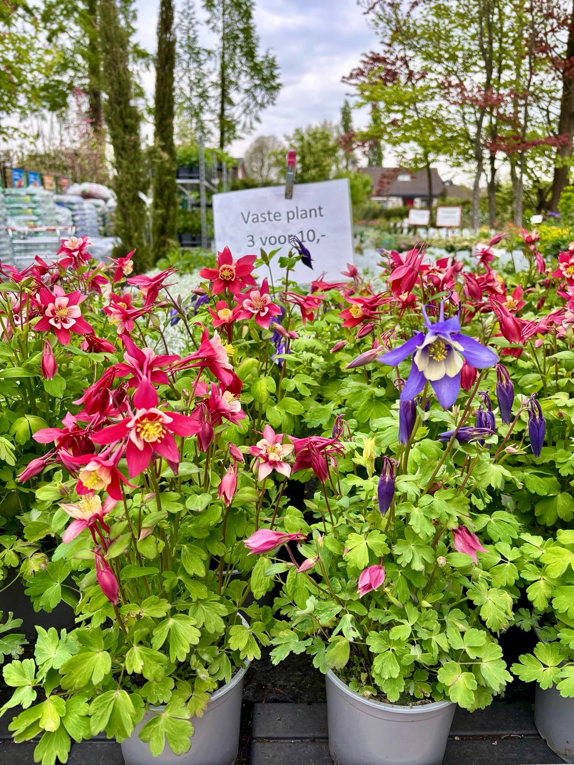 Aquilegia (Akelei) 3 voor €10 OP=OP
