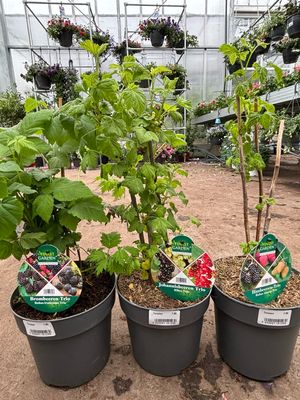 Klein fruit trio plant Verschillende soorten OP=OP