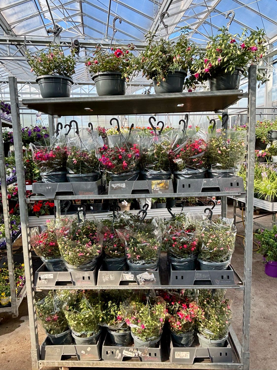 Fuchsia Hangplanten (Hangplant) OP=OP