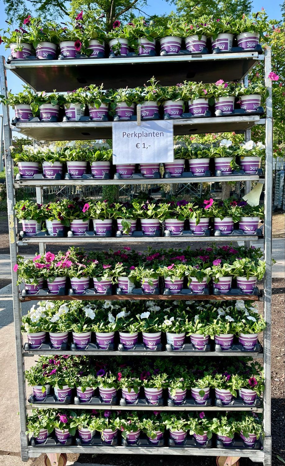 Petunia (Perkplanten) 1,2 Liter pot OP=OP Petunia (Perkplanten) 1,2 Liter pot OP=OP