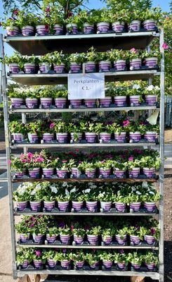 Petunia (Perkplanten) 1,2 Liter pot OP=OP