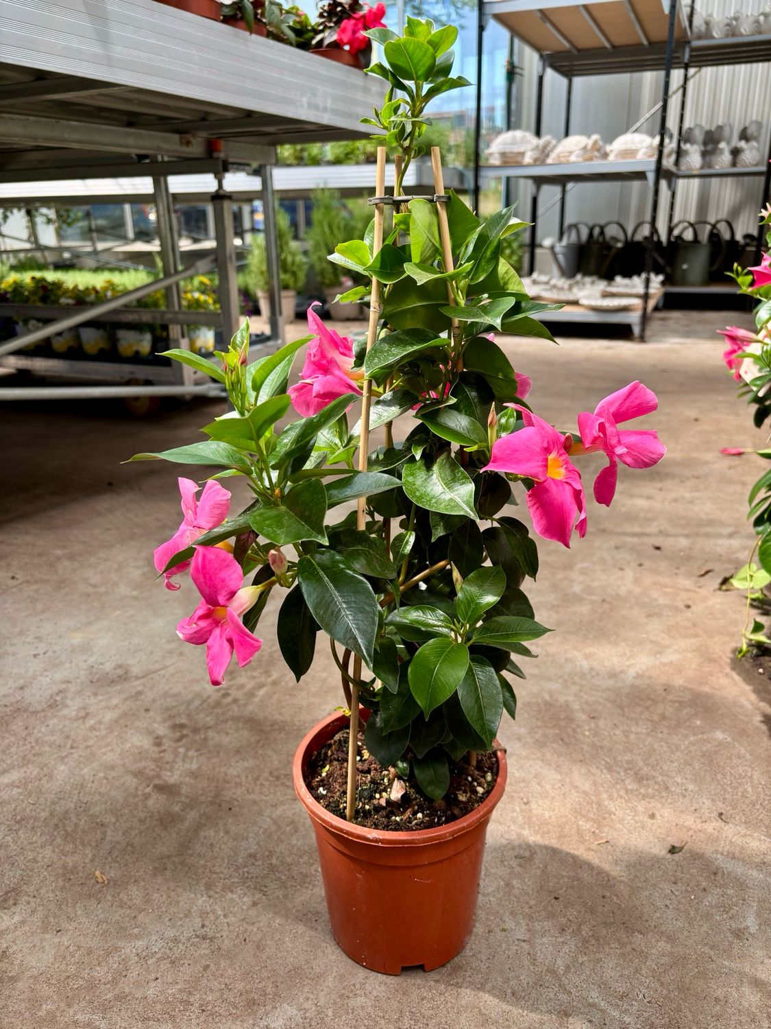 Mandeville (Sundaville) Roze  OP=OP