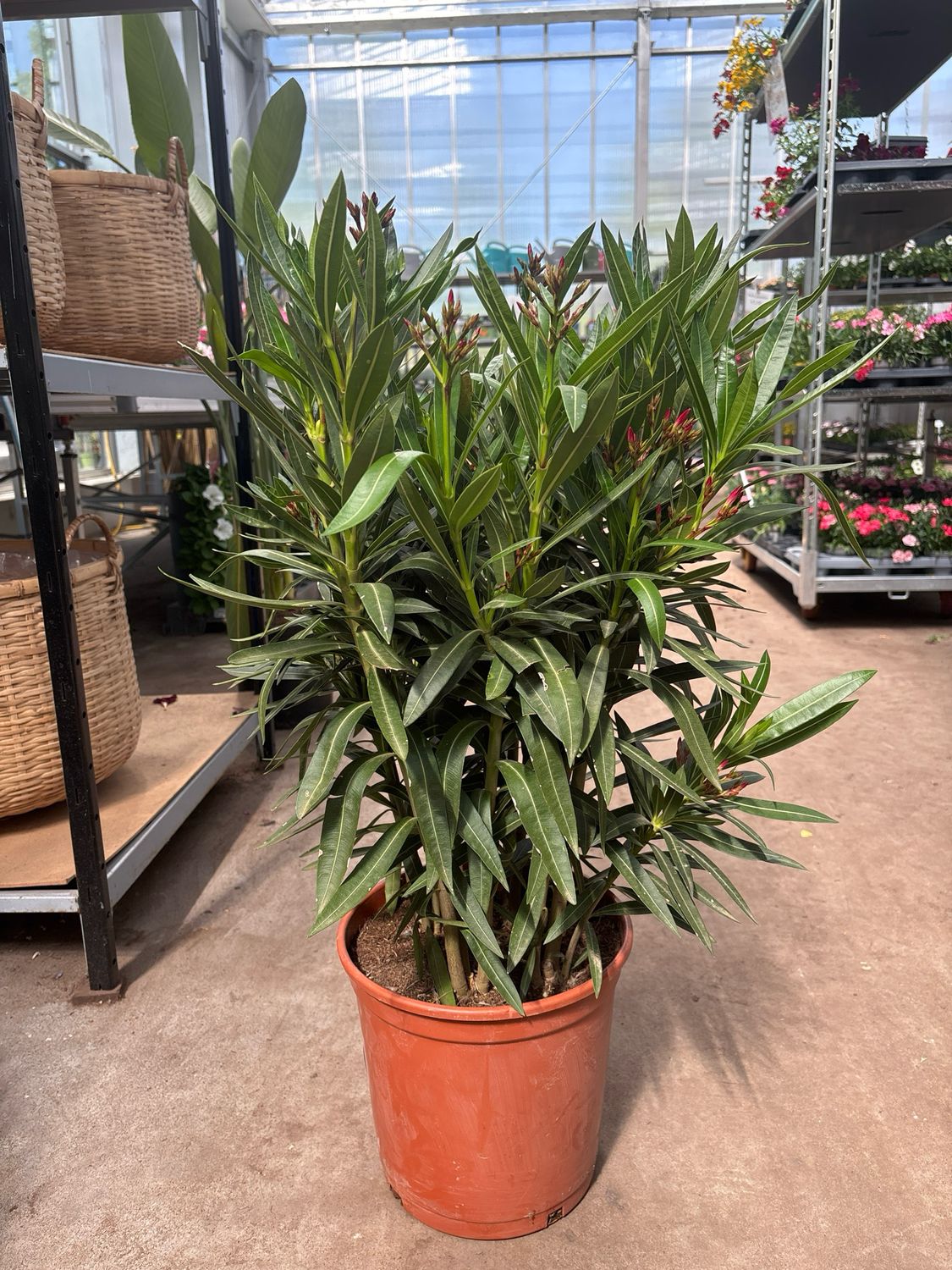 Nerium Oleander (Oleander) verschillende kleuren OP=OP