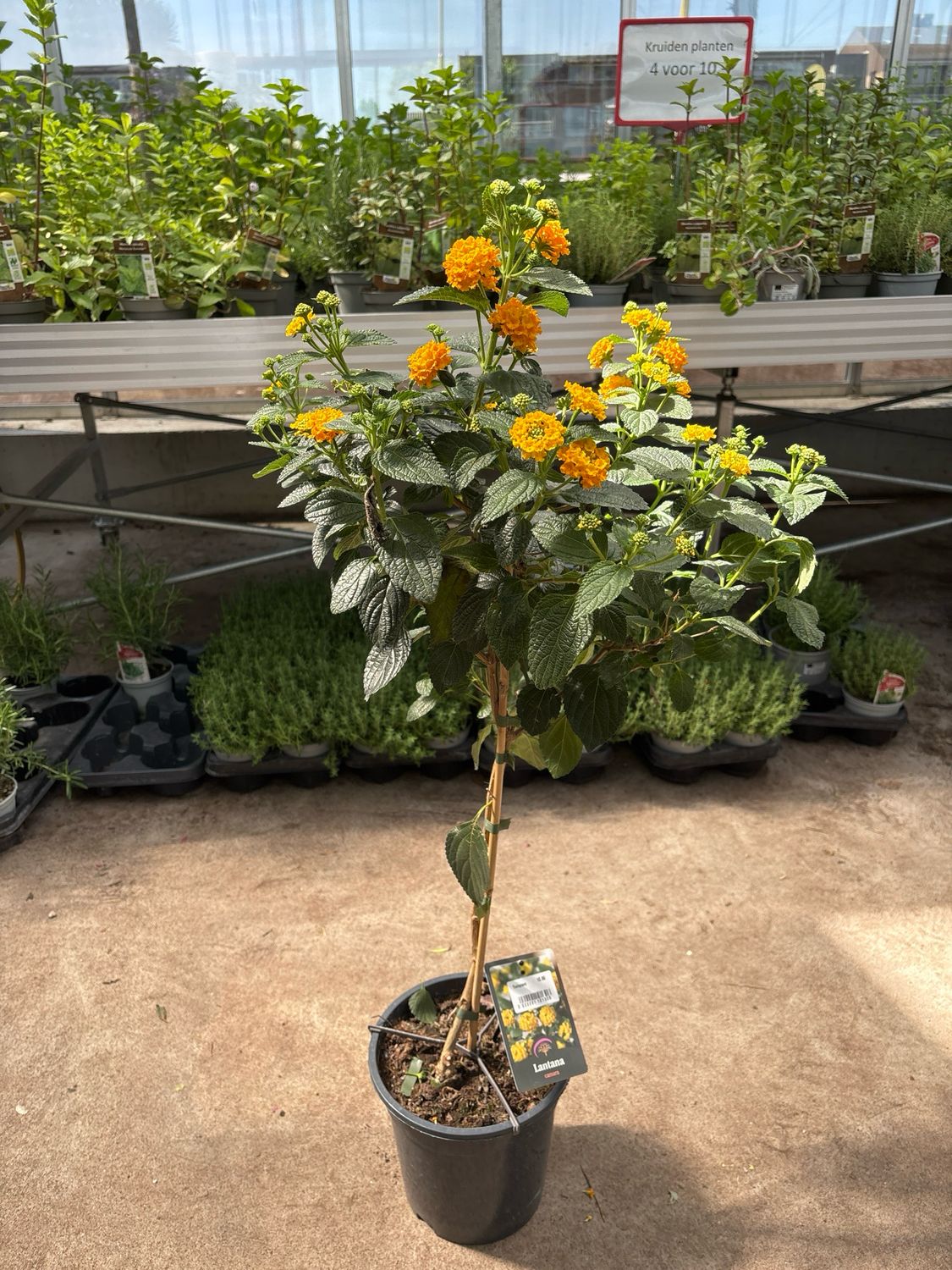 Lantana Samara (Wisselbloem) OP=OP