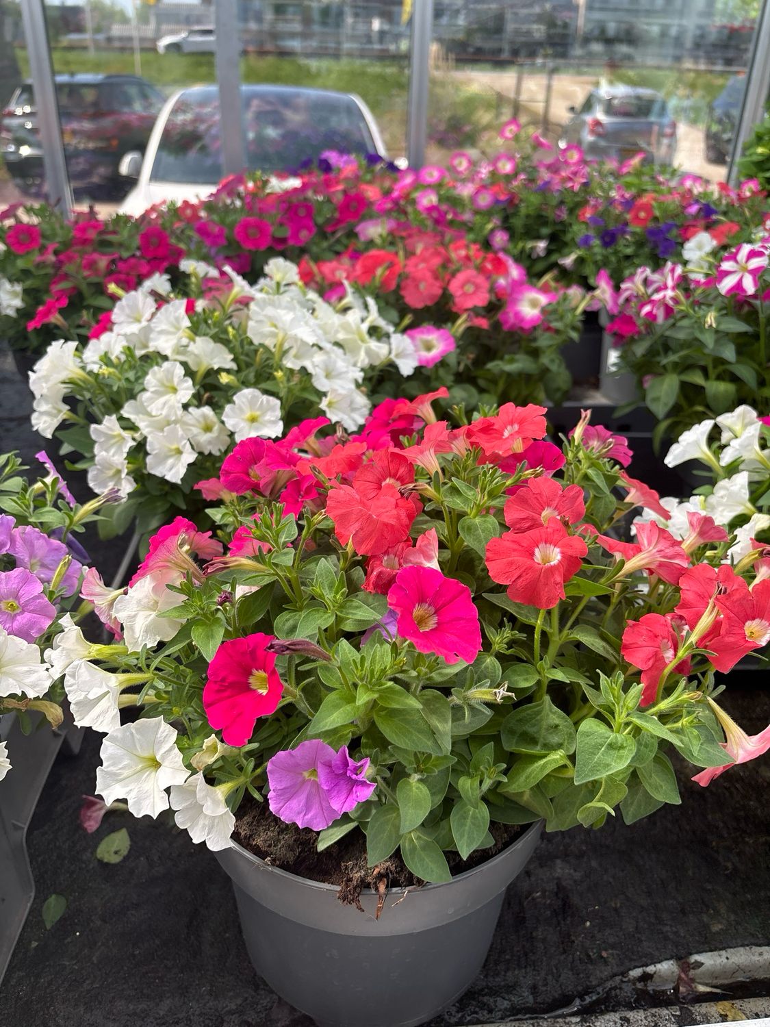 Petunia (Perkplanten) 3 Liter pot OP=OP