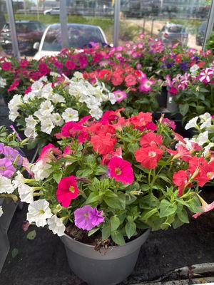 Petunia (Perkplanten) 3 Liter pot OP=OP
