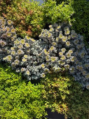 Sedum 3 voor €10 OP=OP