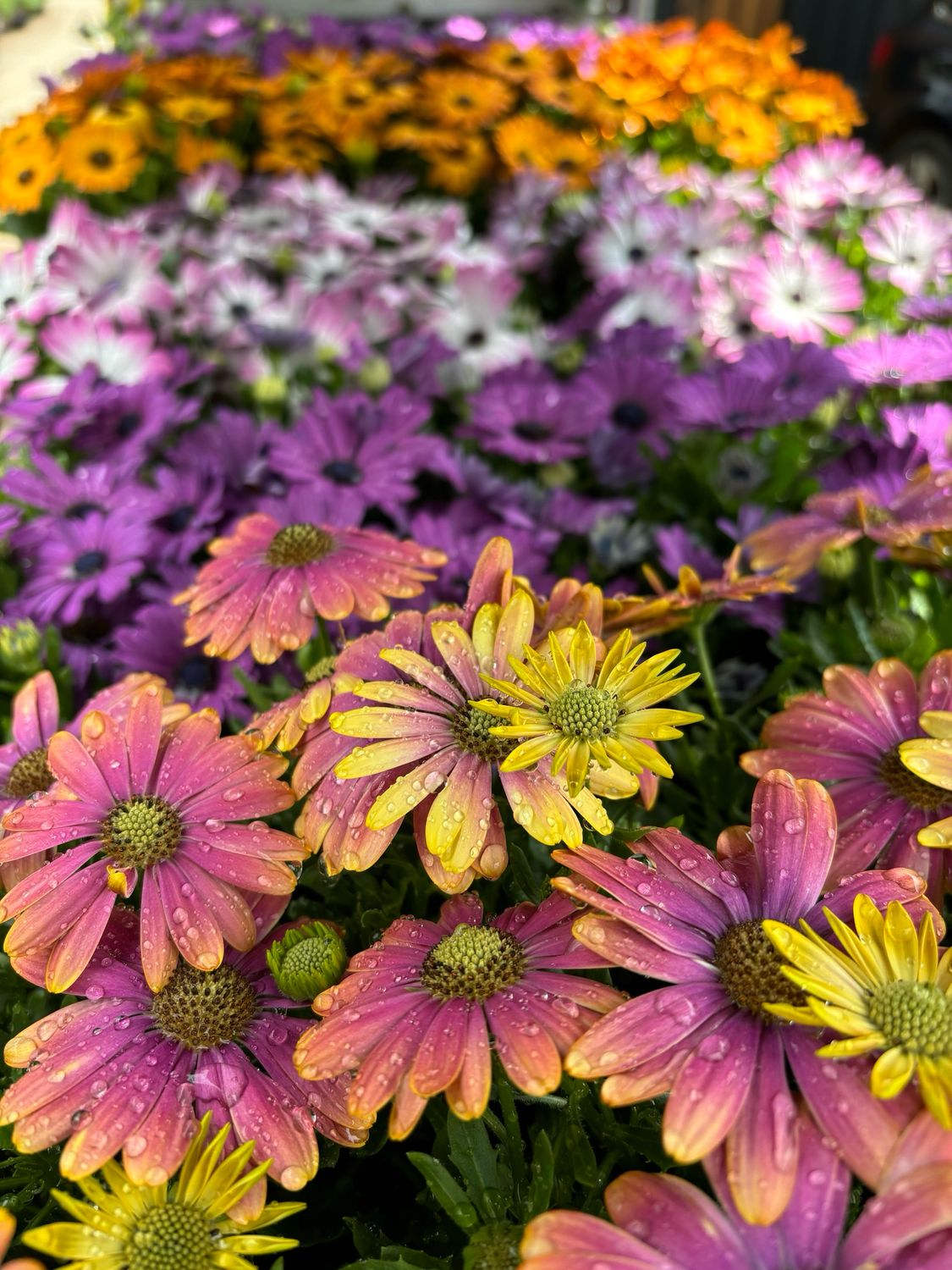 Spaanse Margriet (perkplant) OP=OP