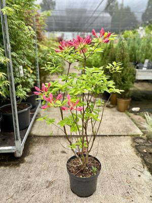 Rhododendron Azalea  OP=OP