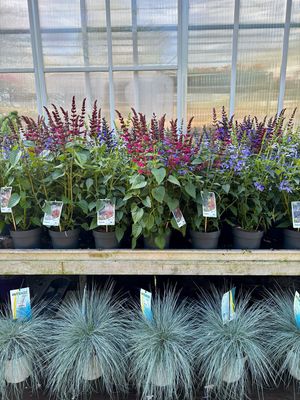 Salvia (Salie) Verschillende Soorten OP=OP
