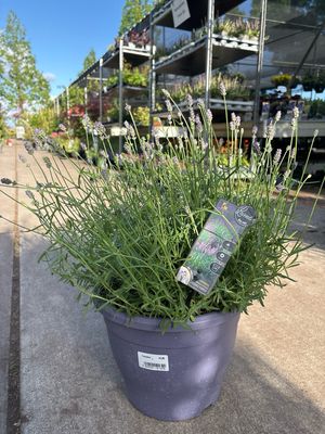 Lavandula angustifolia 'Essence Purple' (Lavendel) OP=OP Lavandula angustifolia 'Essence Purple' (Lavendel) OP=OP