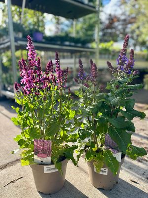 Salvia (Salie) verschillende soorten  OP=OP