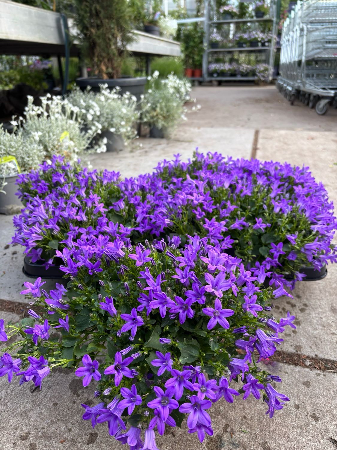 Campanula (Klokjesbloem) 3 voor €10 OP=OP