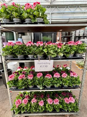 Franse Geranium OP=OP