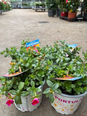 Portulak (Portulaca) OP=OP
