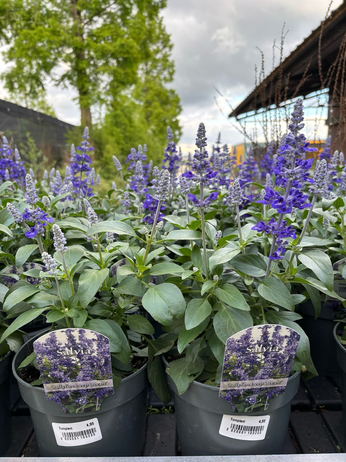 Salvia farinacea 'Deep Ocean' (Salie) OP=OP