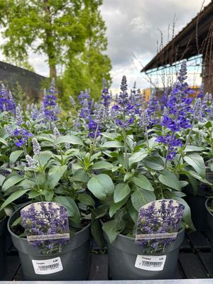 Salvia farinacea 'Deep Ocean' (Salie) OP=OP