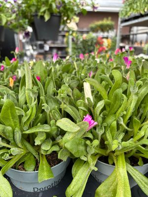 IJsbloem (IJsbloemen) OP=OP