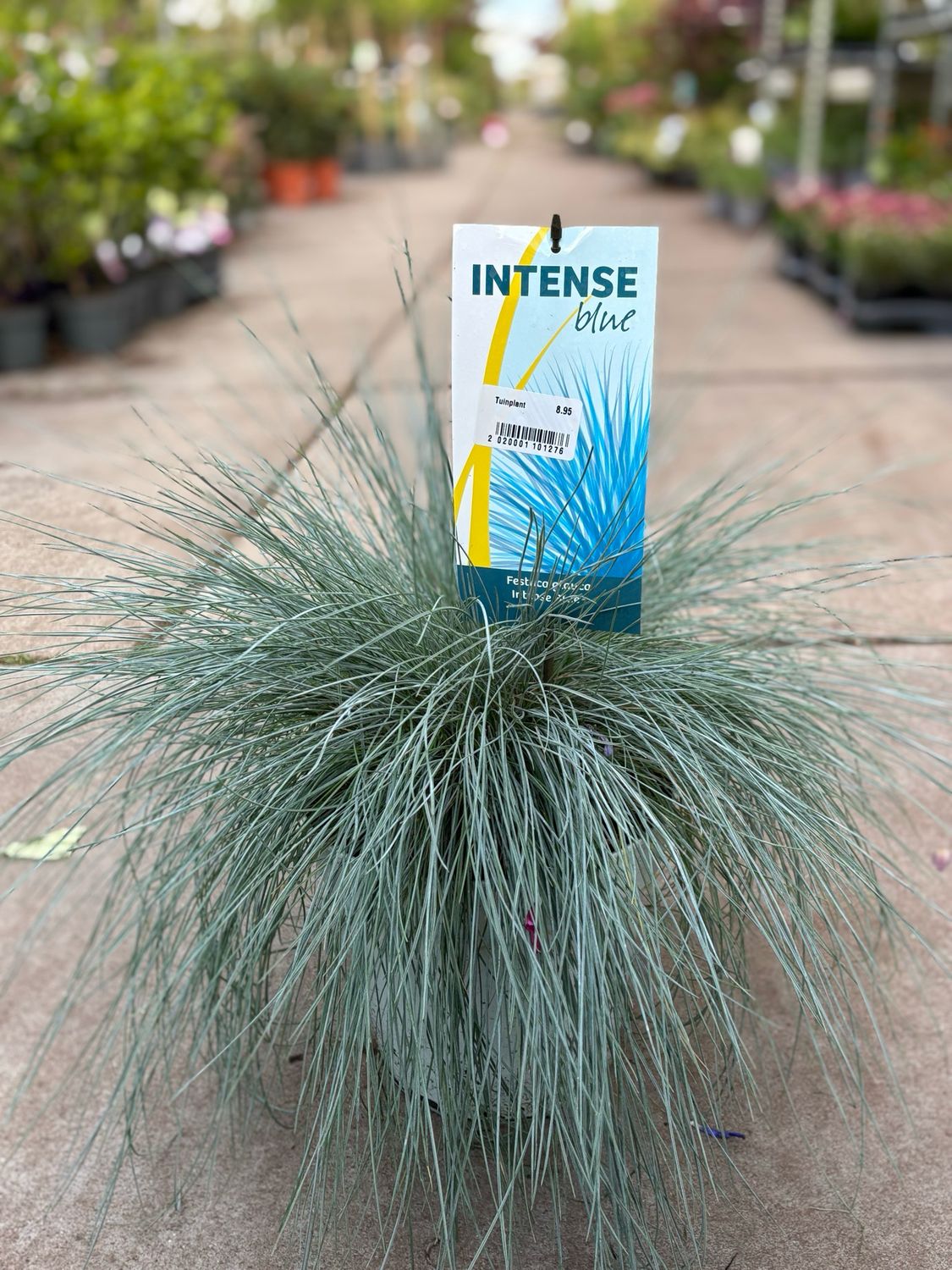 Festuca Glauca Intense Blue (Blauw schapengras) OP=OP