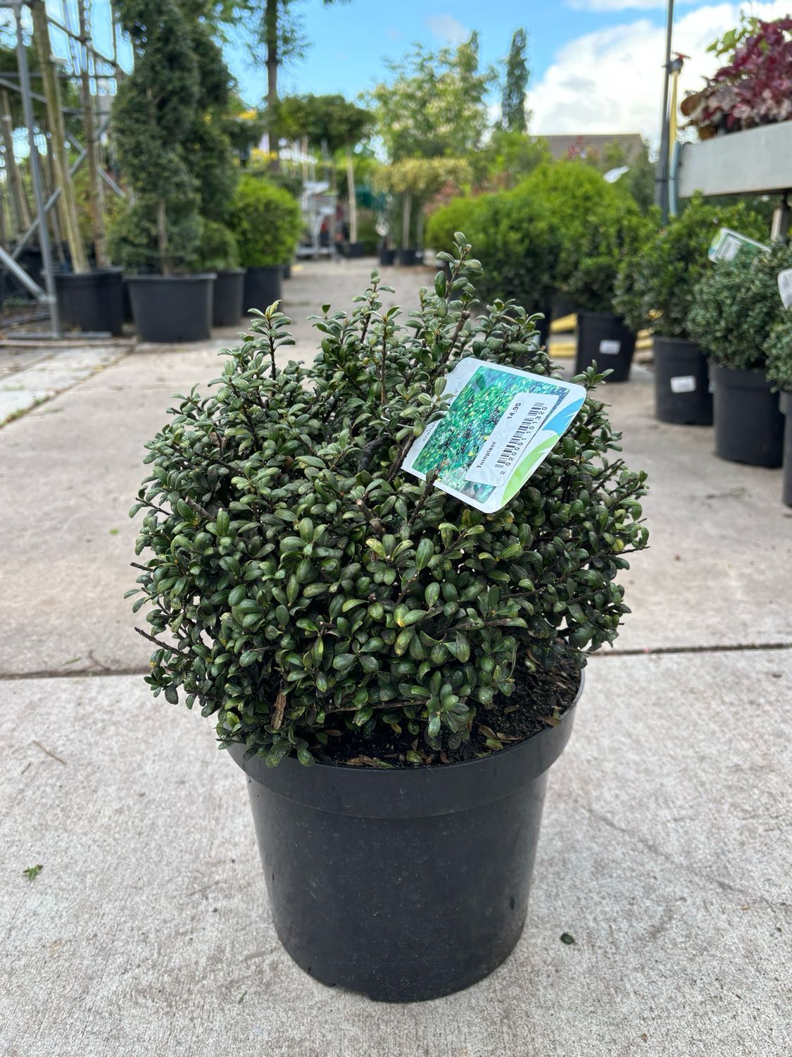 Ilex crenata 'Convexa`(Japanse Hulst Bol ) OP=OP