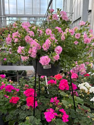 Perkplanten kruk (Perkplanten Rek zwart/Zilver OP=OP