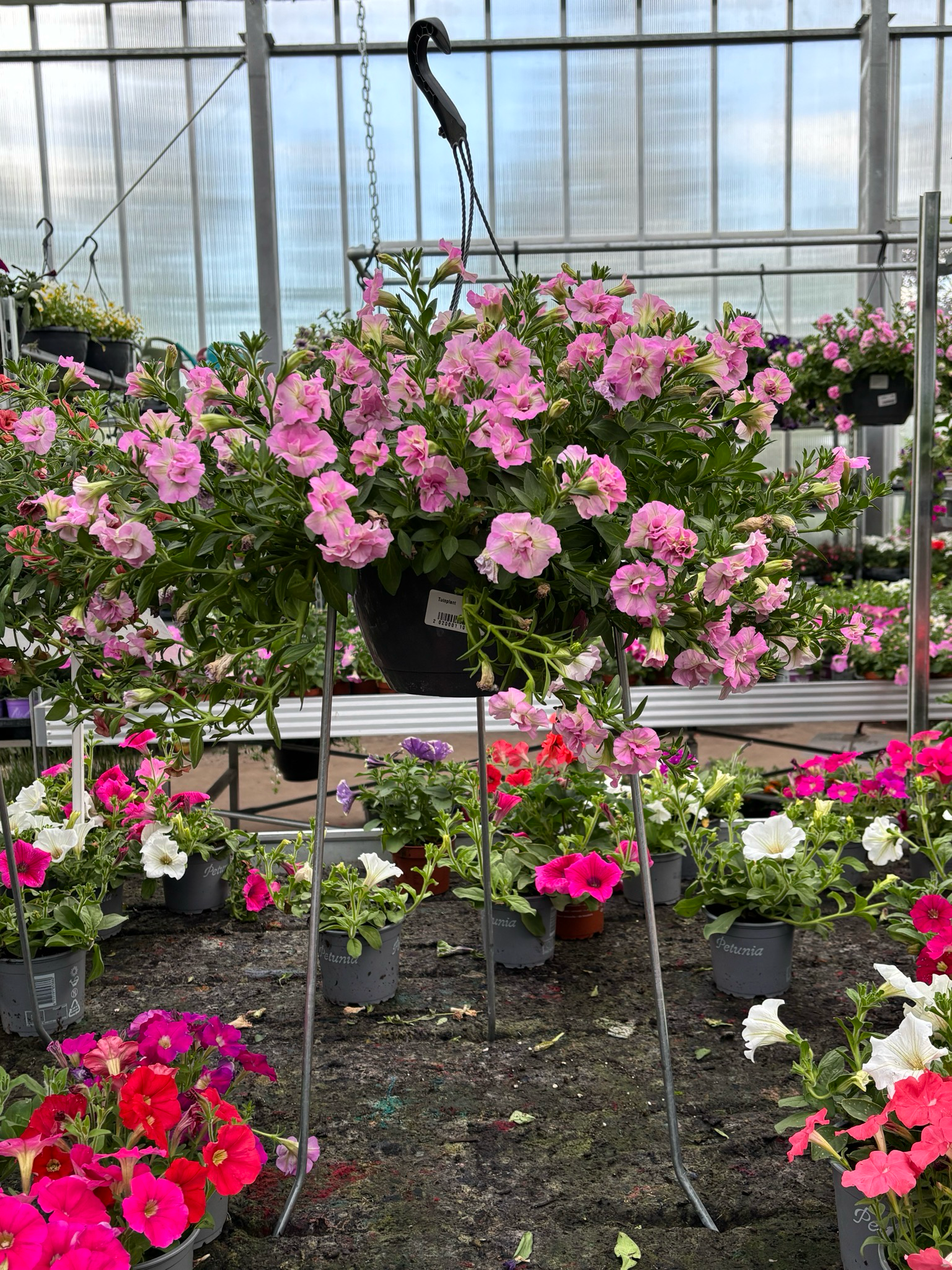 Perkplanten kruk (Perkplanten Rek zwart/Zilver OP=OP