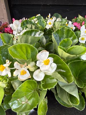 Begonia Verschillende kleuren OP=OP