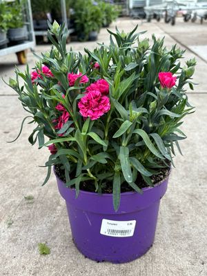 Dianthus (Anjer) OP=OP