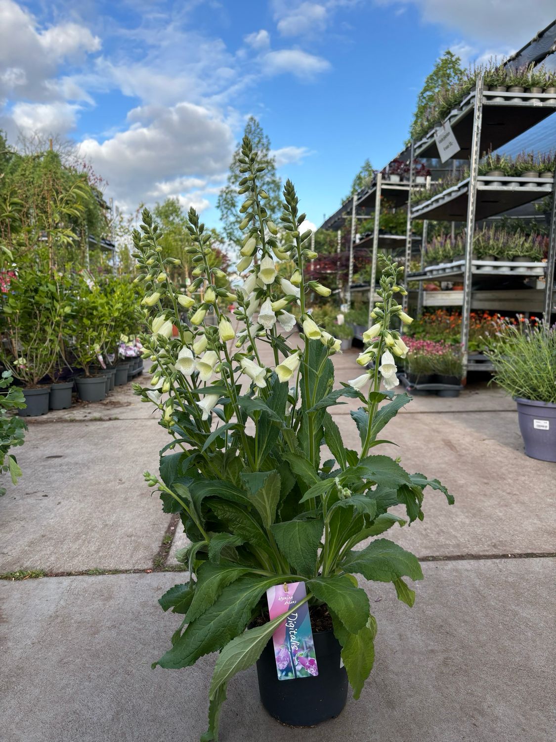 Digitalis purpurea (Vingerhoedskruid wit en roze) OP=OP