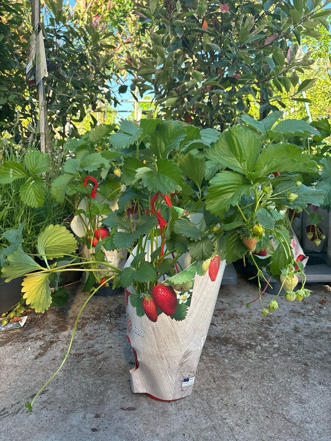 Aardbei  Hangplanten (Hangplant) OP=OP