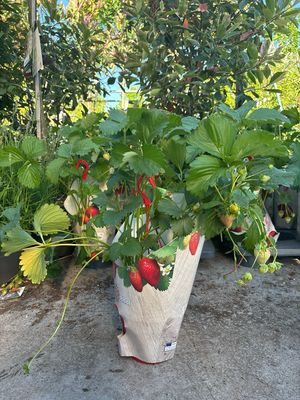 Aardbei  Hangplanten (Hangplant) OP=OP