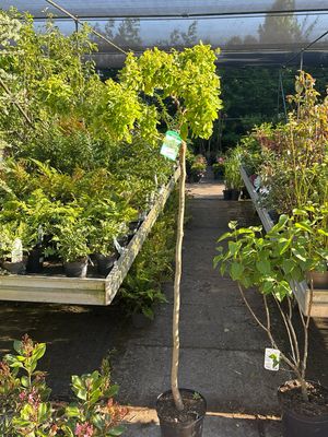 Robinia ps. ‘Twisty Baby’ (Acacia) OP=OP