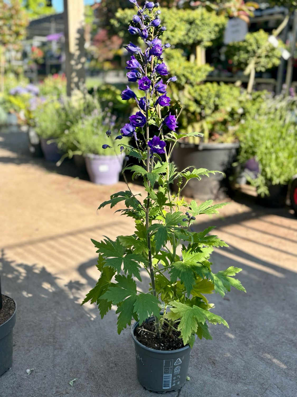 Delphinium (Ridderspoor) OP=OP