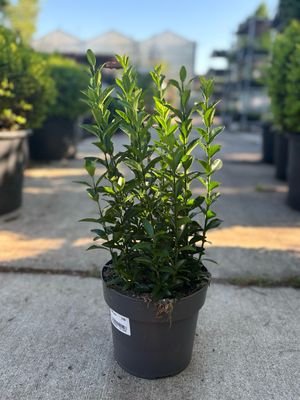 Euonymus japonicus ‘Green Spire’ (Kardinaalsmuts) OP=OP