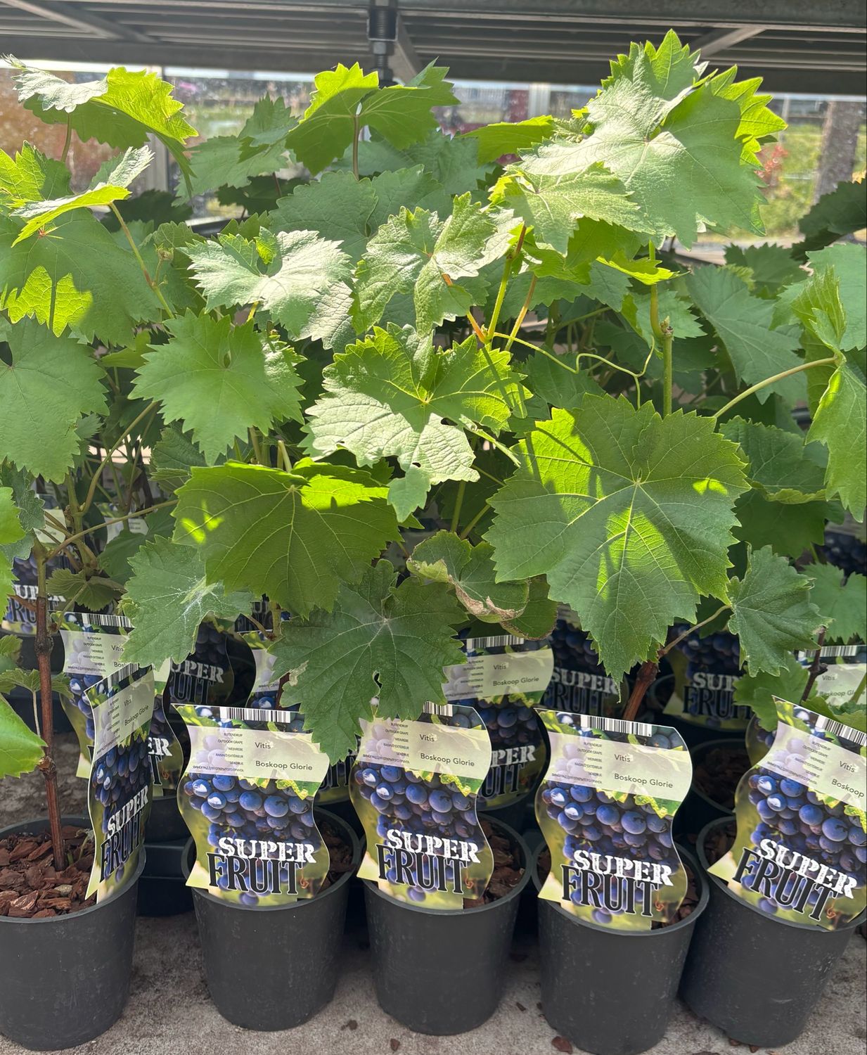 Vitis vinifera (Druif) OP=OP