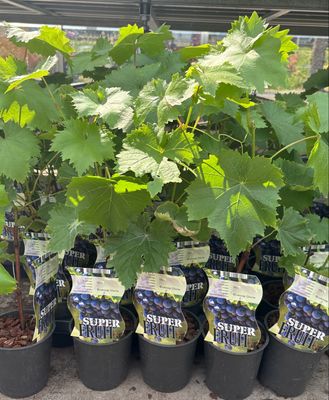 Vitis vinifera (Druif) OP=OP