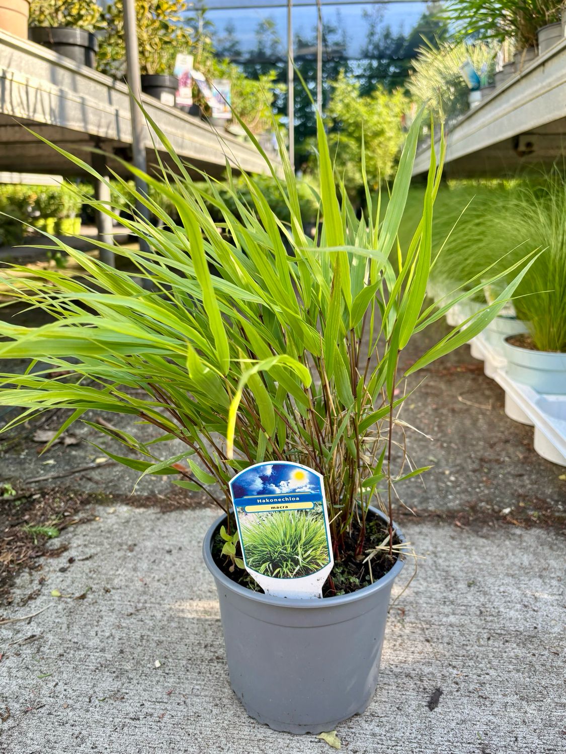 Hakonechloa macra (Japans berggras) OP=OP