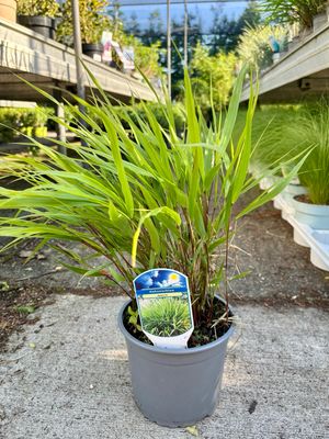 Hakonechloa macra (Japans berggras) OP=OP