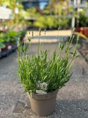 Lavandula wit  (Lavendel) OP=OP