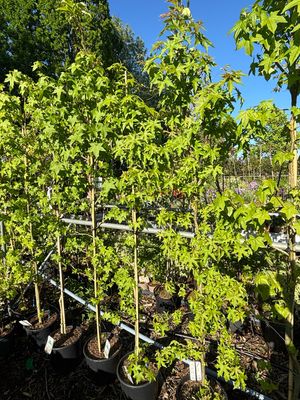 Liquidambar styraciflua (Amberboom) zeil vorm OP=OP