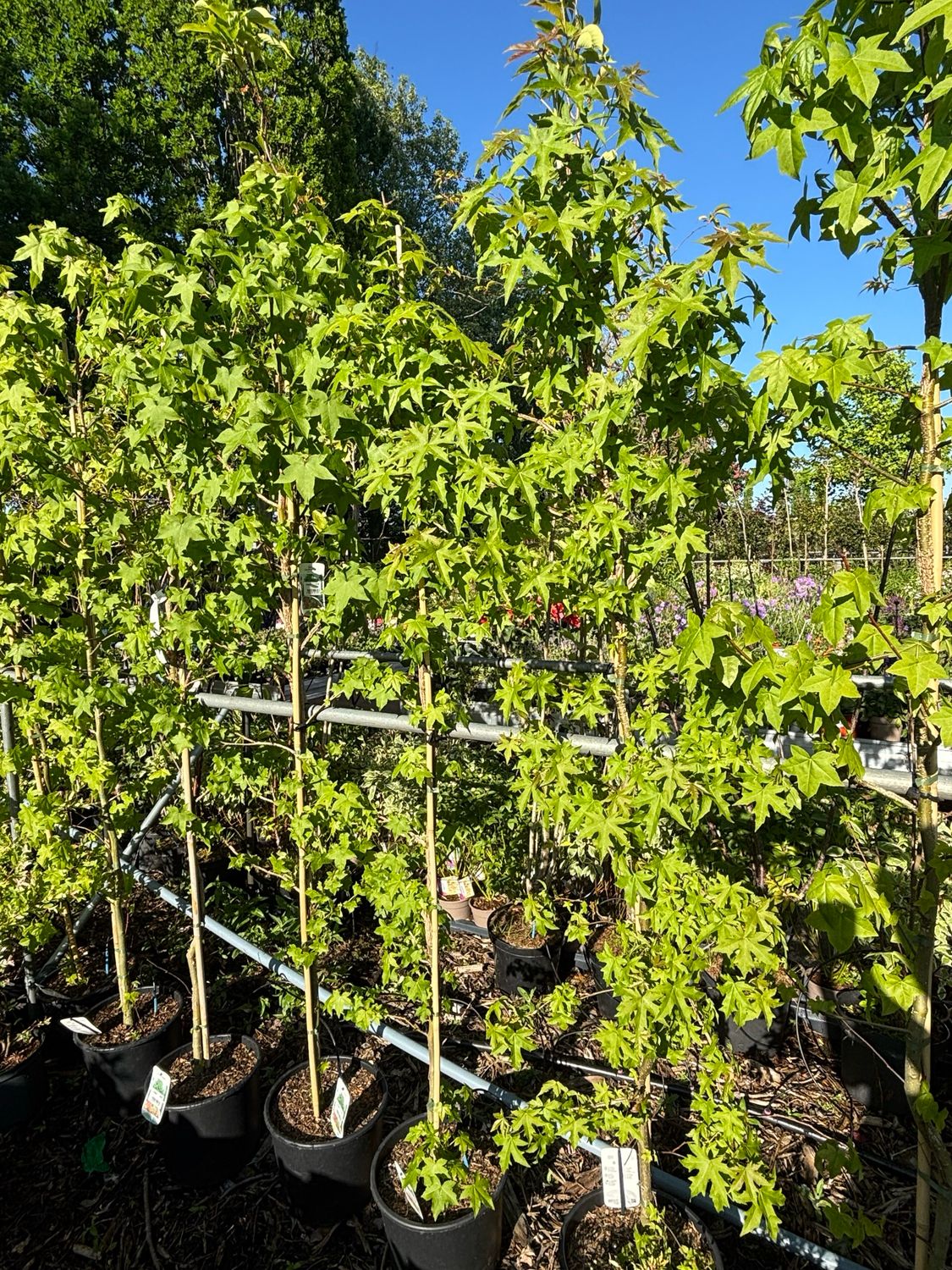 Liquidambar styraciflua (Amberboom) zeil vorm OP=OP