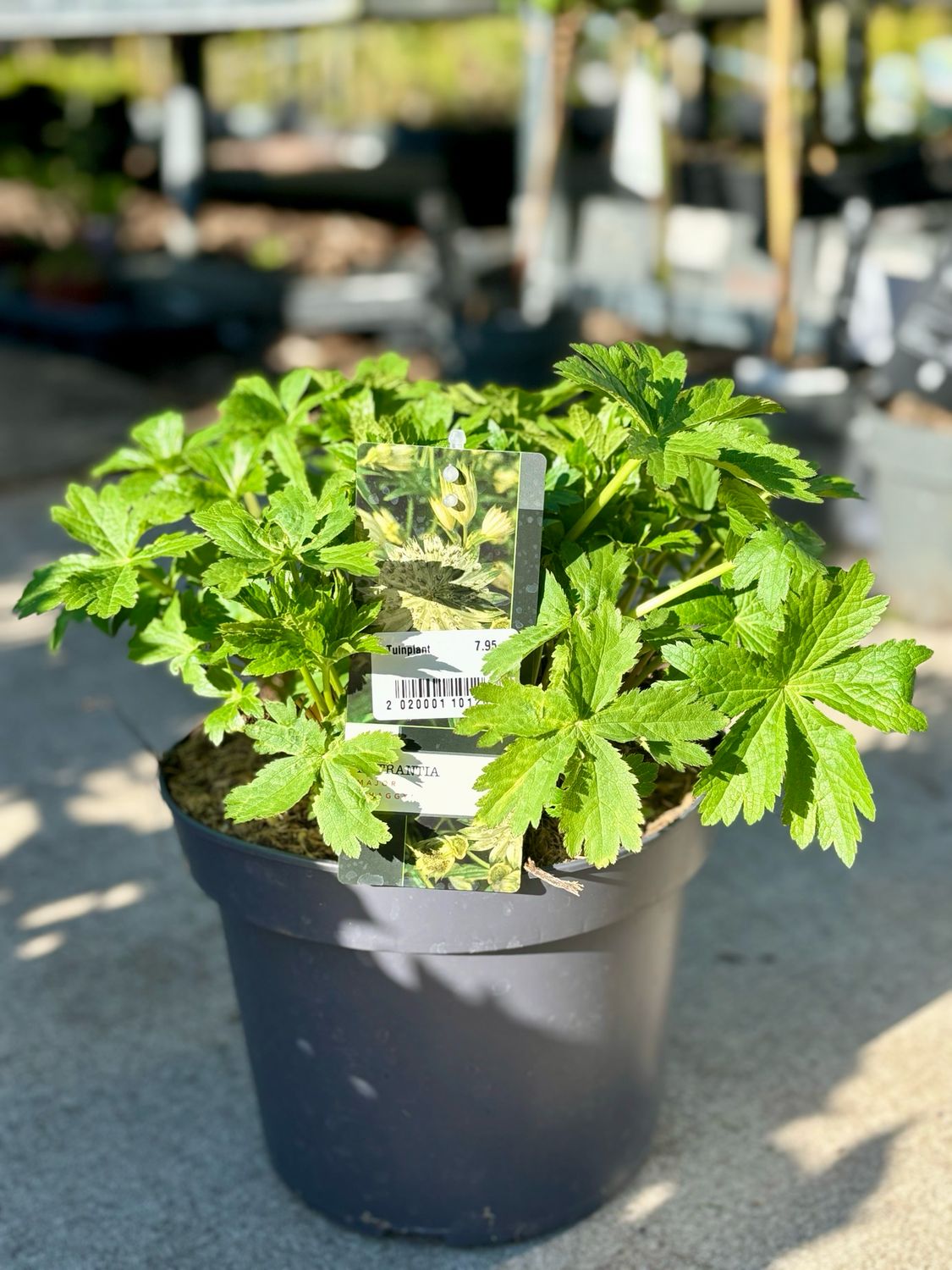 Astrantia wit (Zeeuws Knoopje) OP=OP