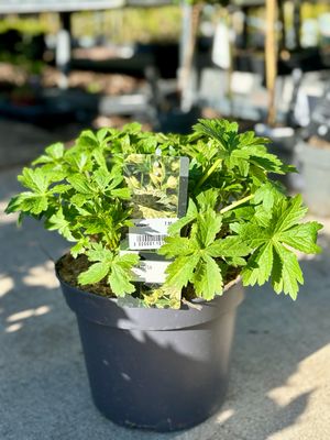 Astrantia wit (Zeeuws Knoopje) OP=OP