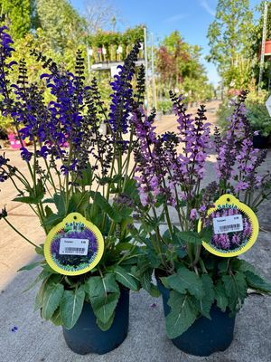 Salvia 'Evening Attire' / Salvia Facoin Pretty Pink (Salie) OP=OP