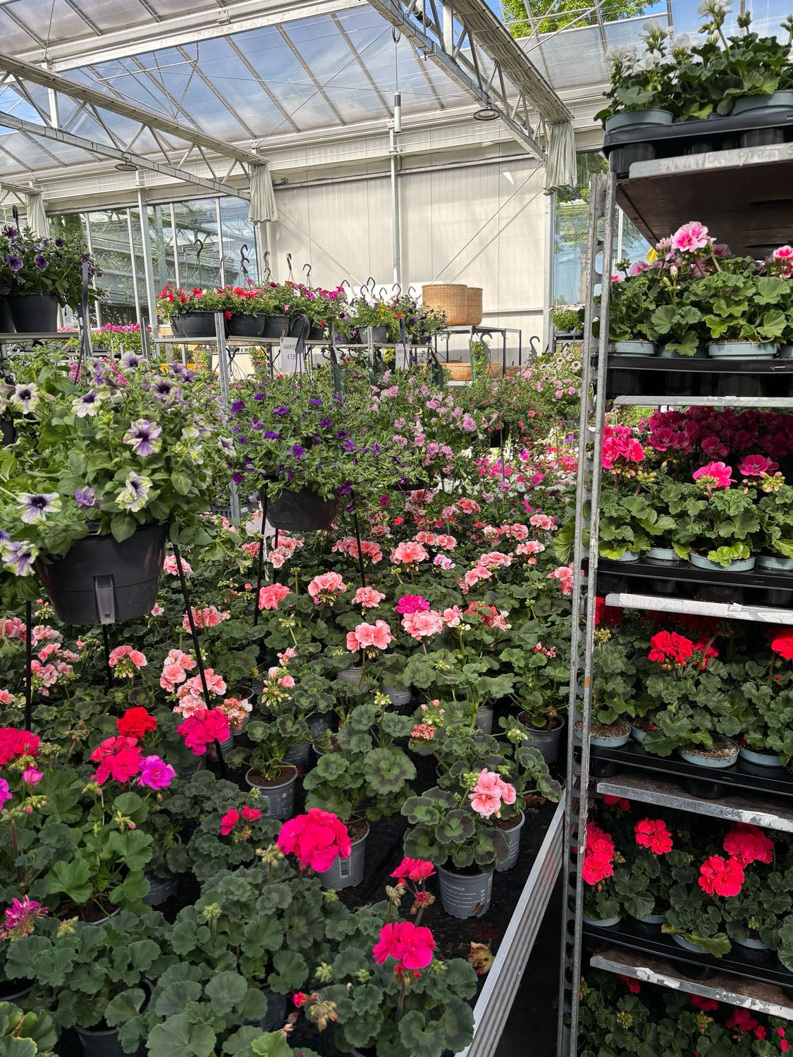 Geranium staand en hang (perkplant) OP=OP