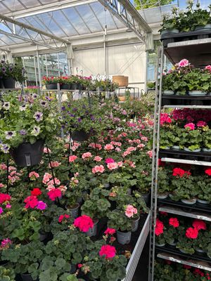 Geranium staand en hang (perkplant) OP=OP Geranium staand en hang (perkplant) OP=OP