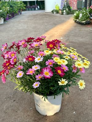 Margriet bol mix kleuren OP=OP