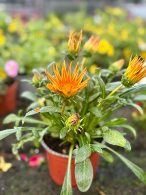 Gazania  verschillende kleuren OP=OP